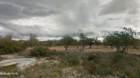 FINCA DE OLIVAR CON VIVIENDA A REHABILITAR, imatge 3