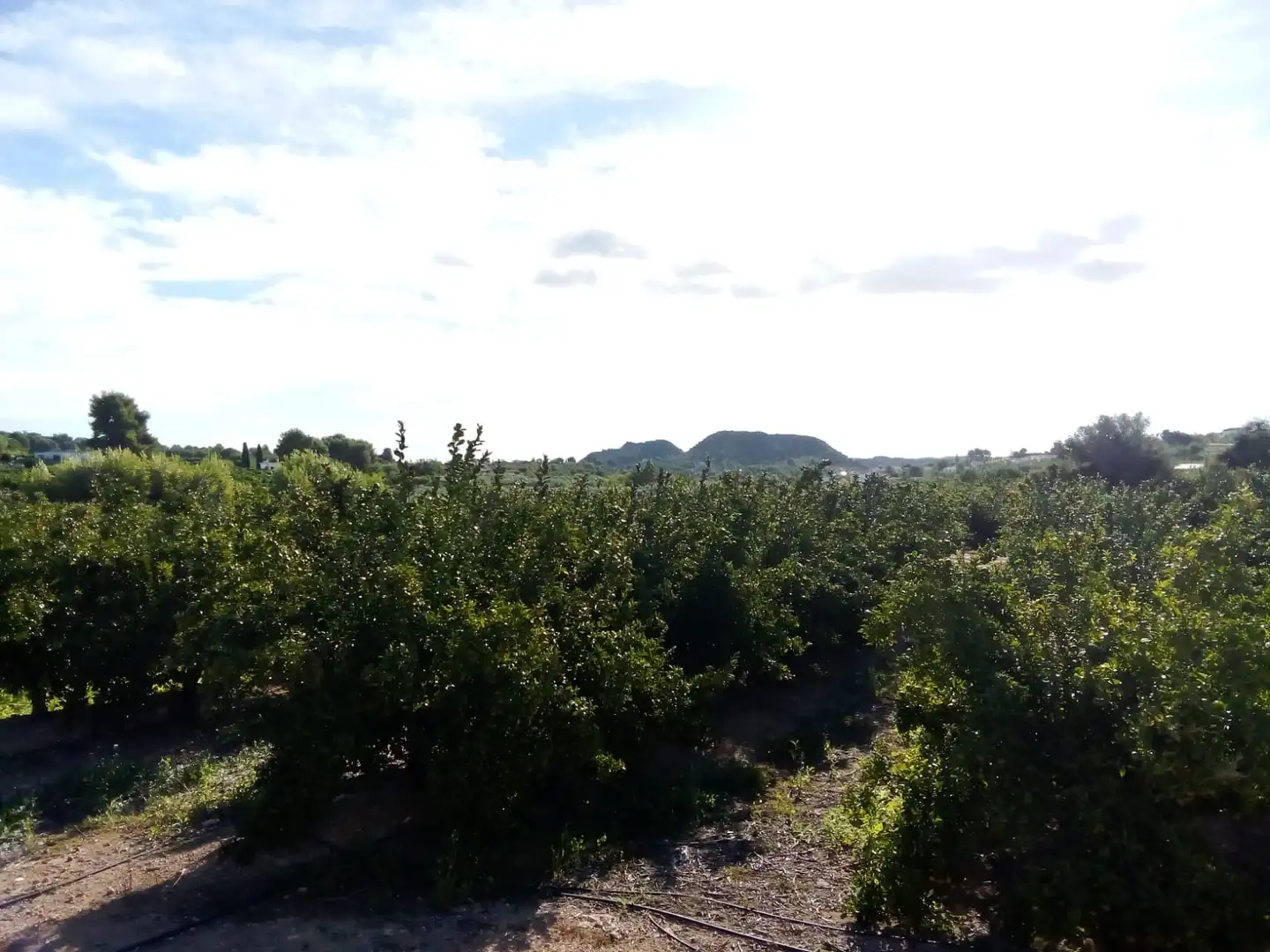 Terreno rústico en venta en Montserrat, imagen 4