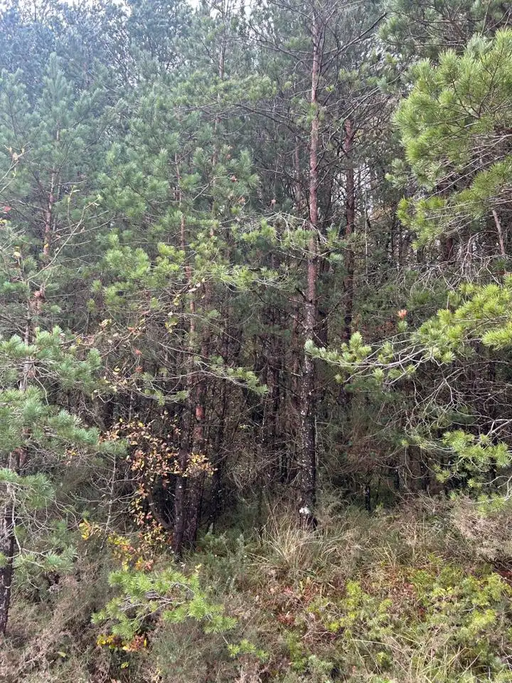 Land for sale in Kuartango