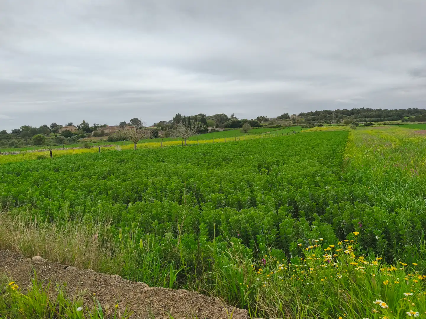 Rural land for sale in Lloret de Vistalegre, imagen 2