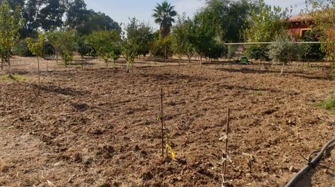 Foto 5 de Finca rústica en venda a Diseminado Diseminados 2, 722, Carmona, Sevilla
