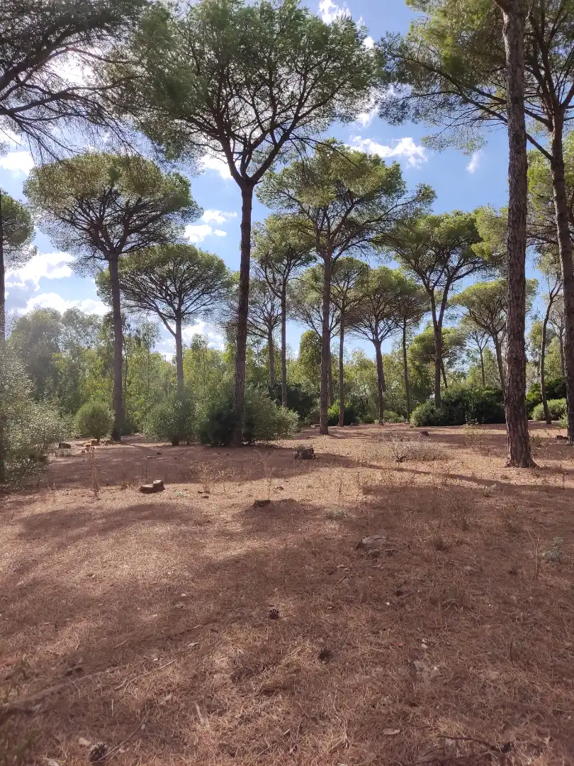 Terreni e lotti in vendita a Las Lagunas - Campano, imagen 3