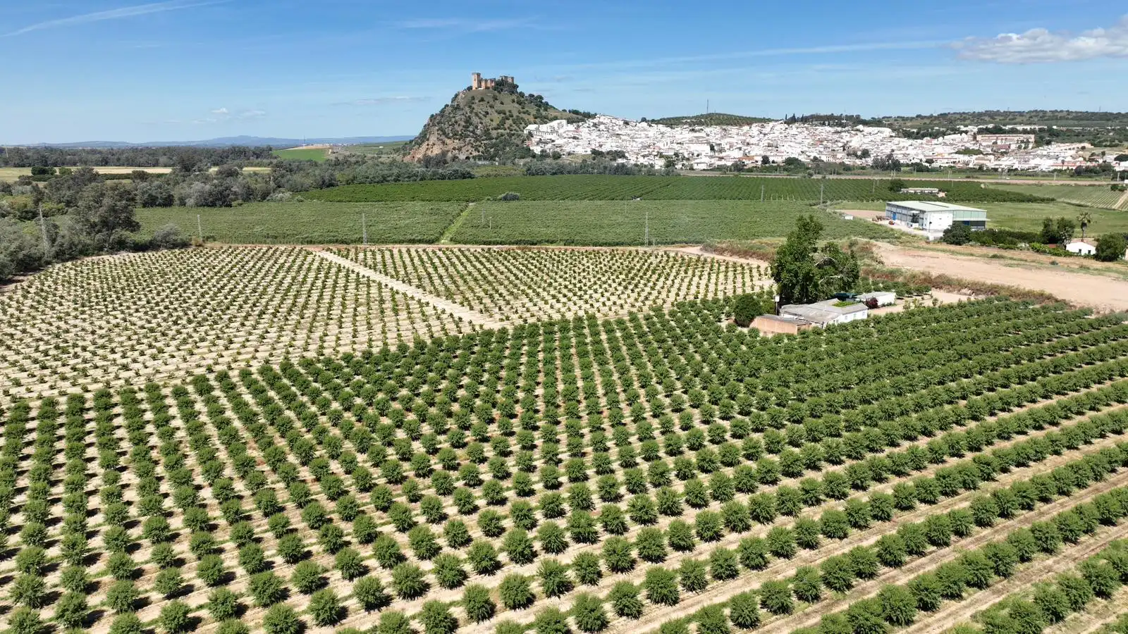 Terreny rústic en venda a Almodóvar del Río