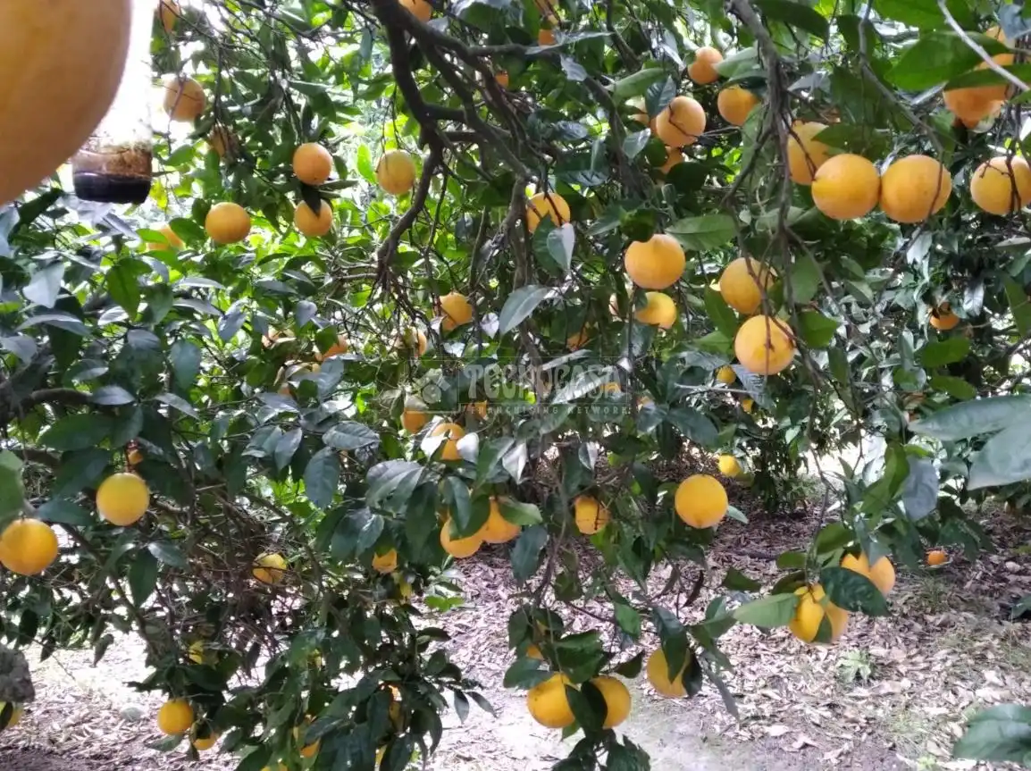 Terreno rustico in vendita a Barbate ciudad, imagen 2
