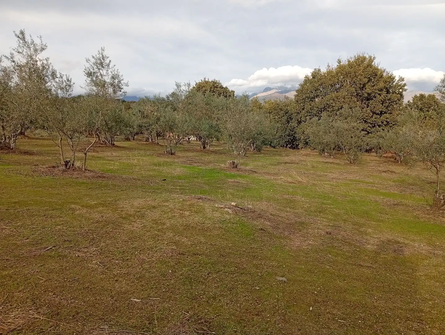 Terreni e lotti in vendita a Villanueva de la Vera, imagen 14