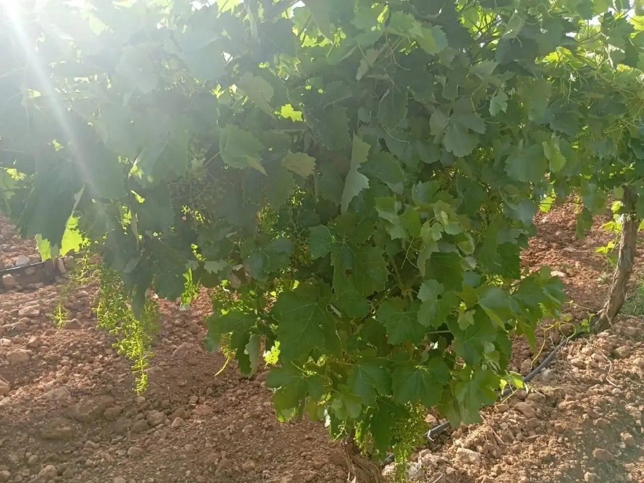 Vista exterior de Finca rústica en venda en Siles amb Jardí privat, Terrassa i Moblat