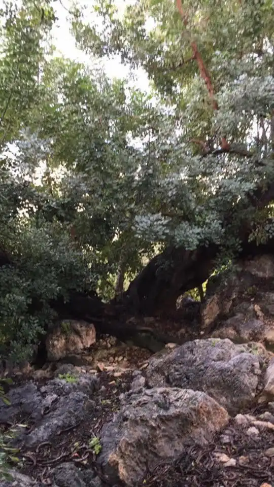 Jardí de Finca rústica en venda en El Pinar