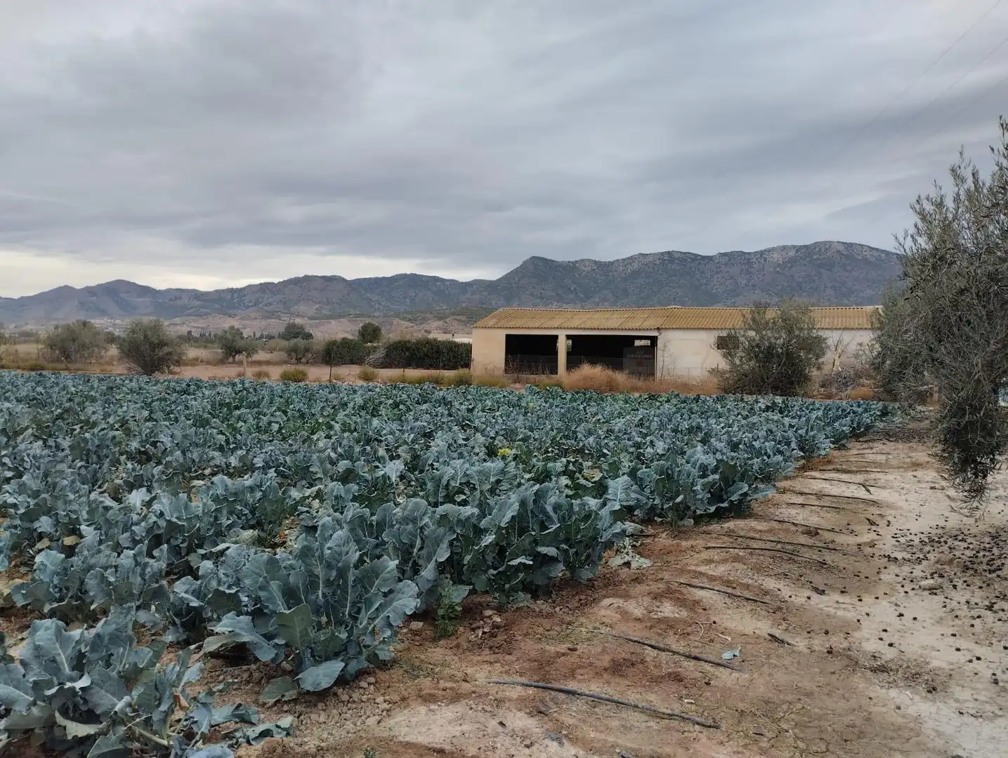 Garden of Land for sale in Lorca