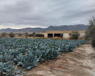 Garden of Land for sale in Lorca
