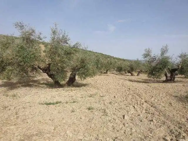 Land for sale in C/ Polígono 3 y 5 , Lahiguera
