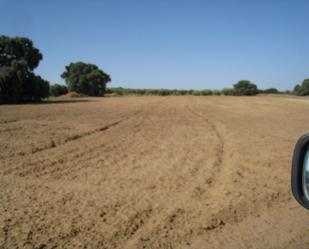 Finca rústica en venda en Marchena