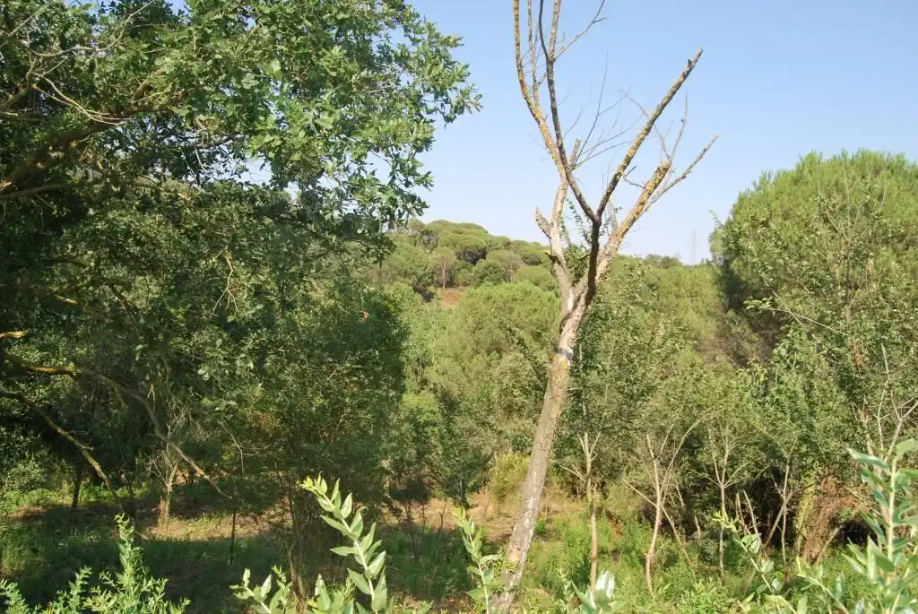 Terreny rústic en venda a Sant Celoni, imagen 22