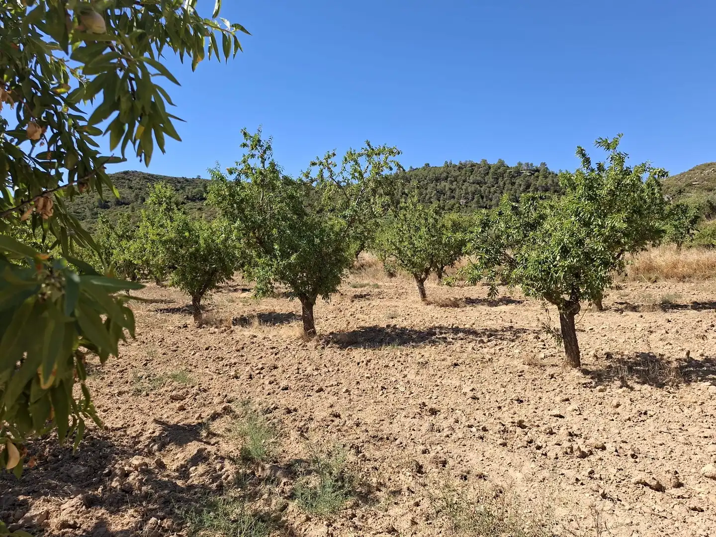Terreno en venta en Maella