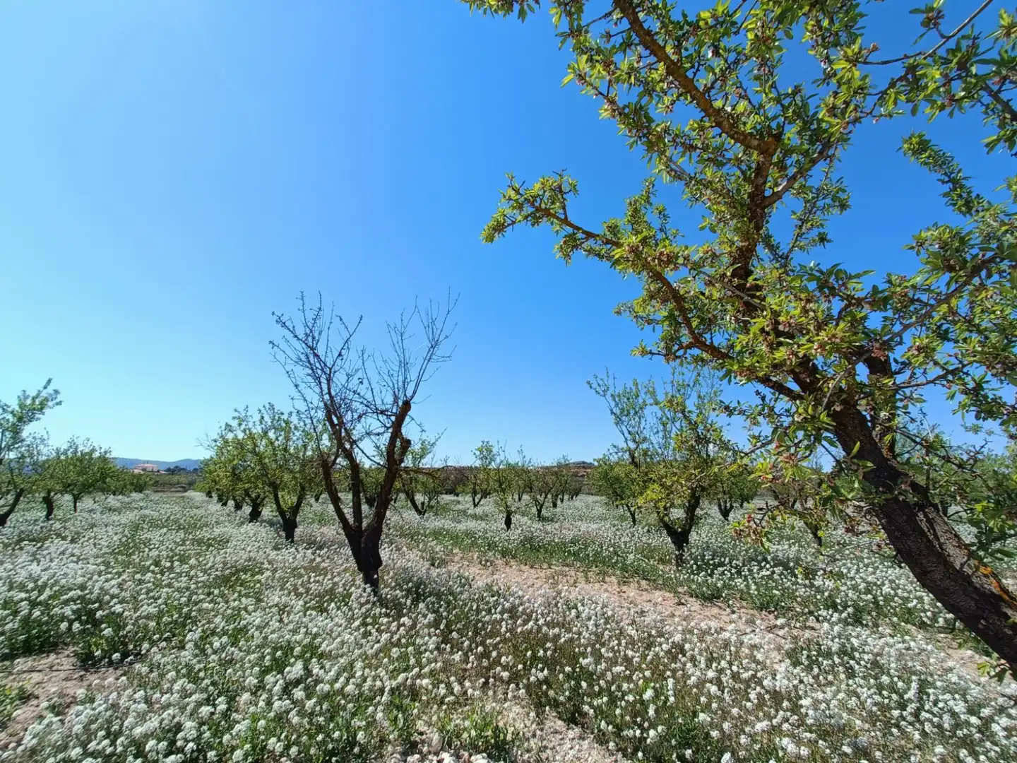 Villa à vendre à El Pinós / Pinoso, imagen 5