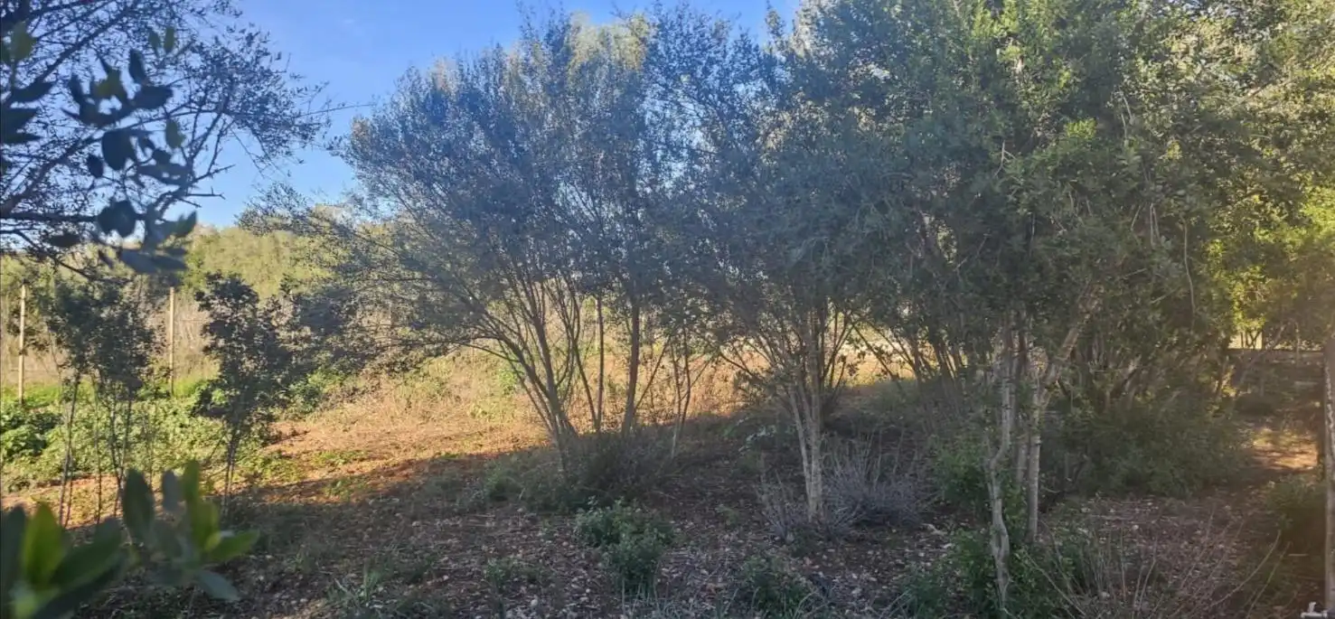 Rustikales Grundstück zum Verkauf in Llubí, imagen 8