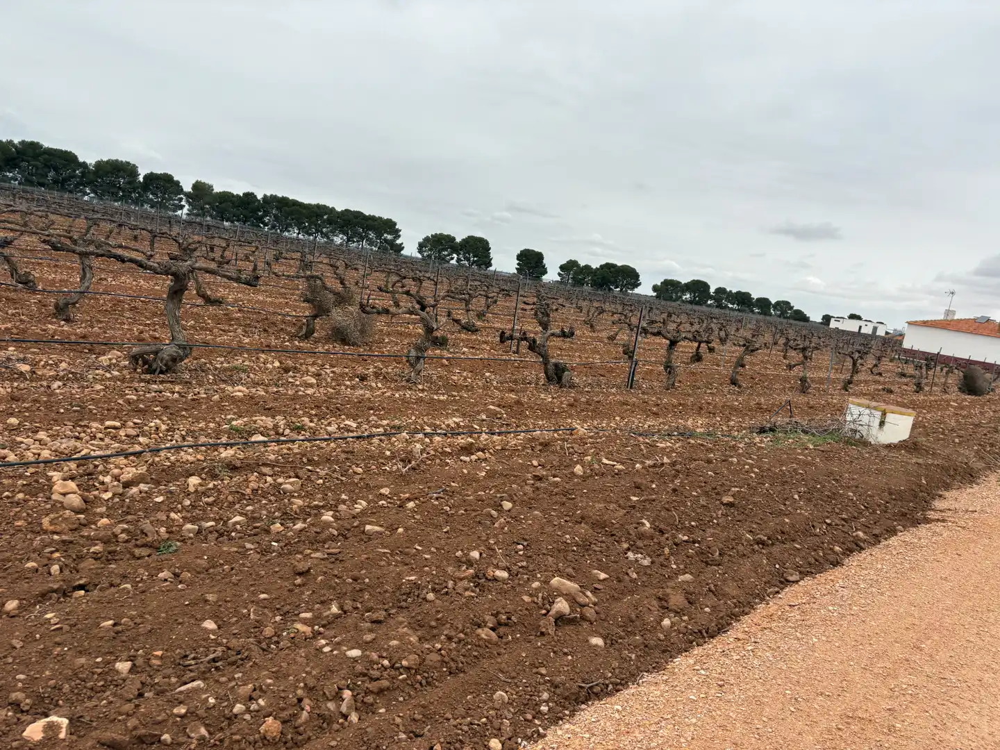 Terreno rústico en venta en Camino de Tomelloso a Villarrobledo 562, imagen 29