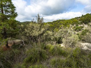 Terreny rústic en venda a Puigpunyent
