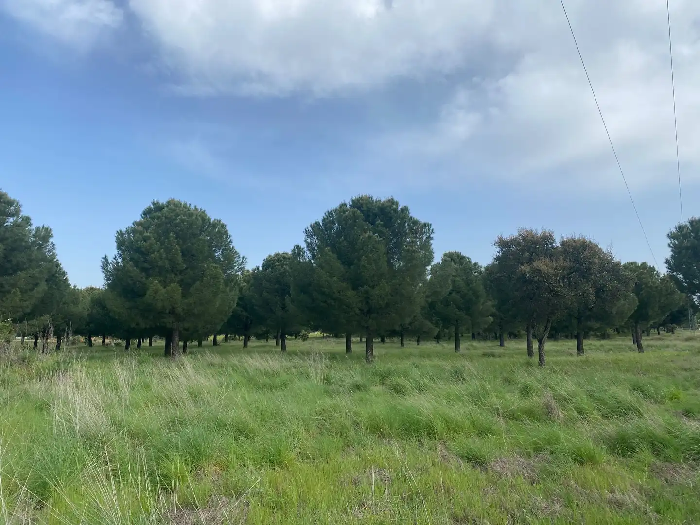 Land for sale in Oropesa