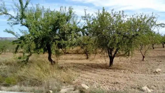 Lands and plots for sale in Paraje Ardal, imagen 11