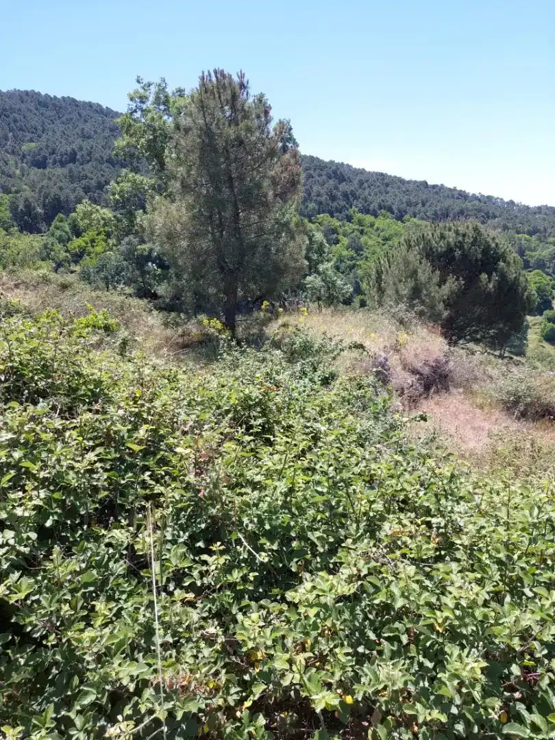 Finca rústica en venta en Mijares