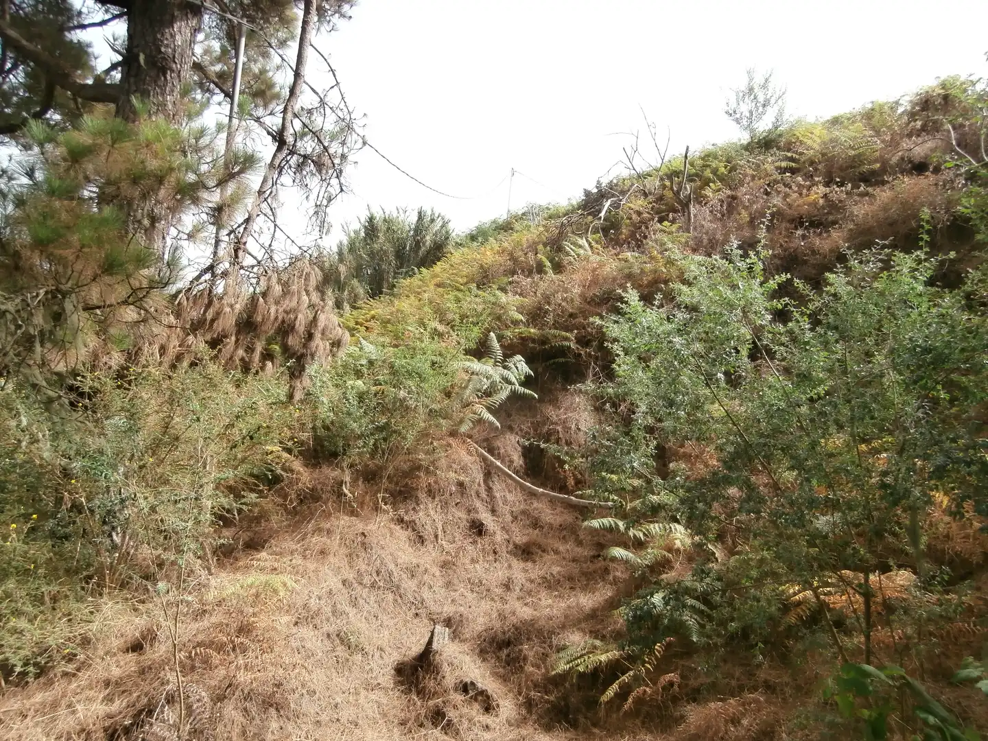 Finca rústica en venta en Camino Lomo el Marco, 41, Moya (Las Palmas)