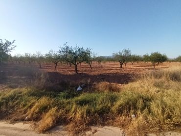 Terreny rústic en venda a La Pinilla - Las Palas