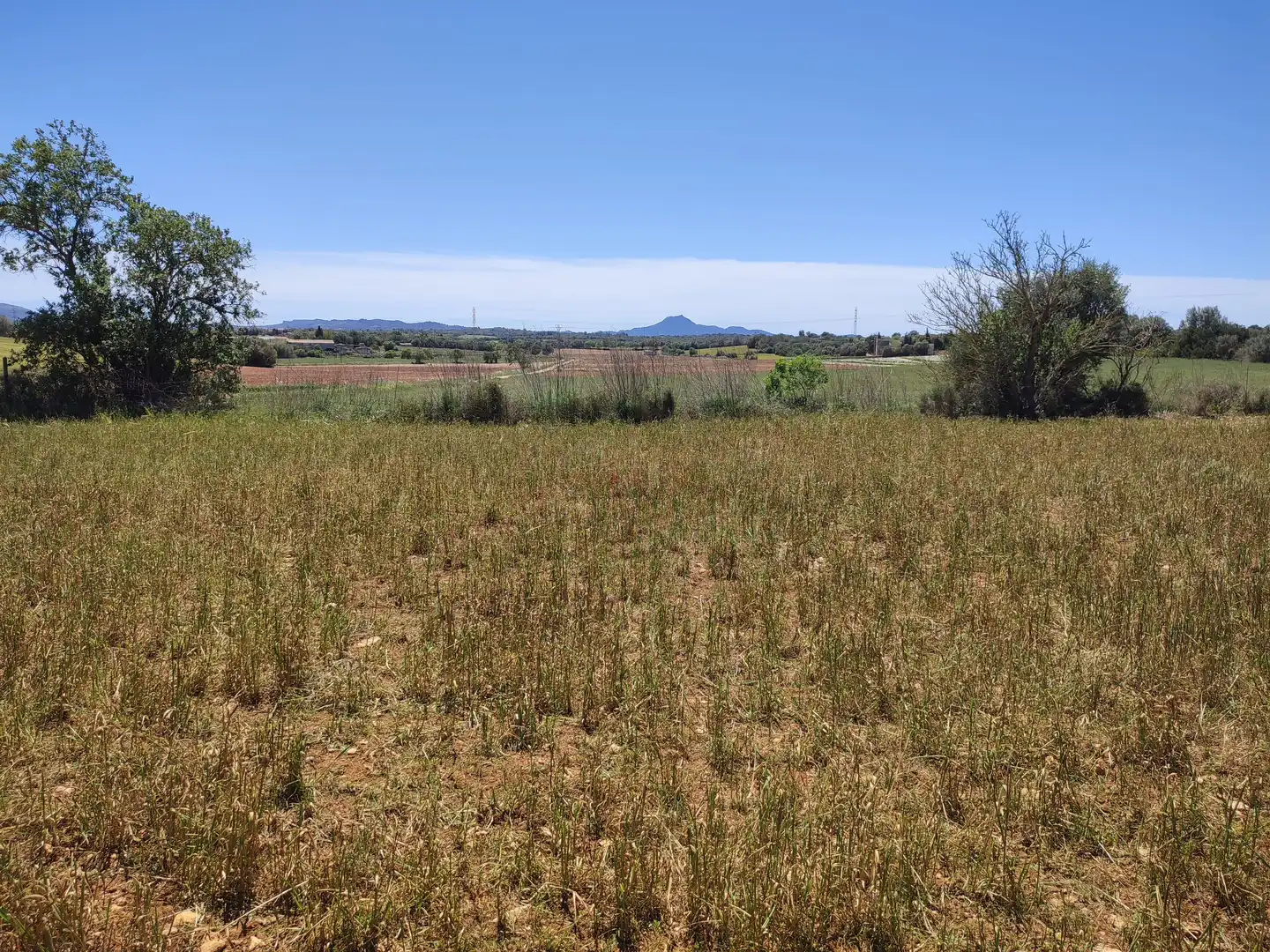 Rural land for sale in Vilafranca de Bonany, imagen 7