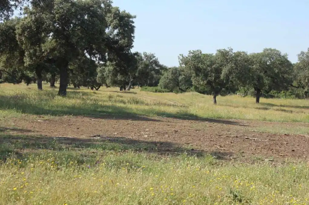 Terreni e lotti in vendita a Carretera de Sevilla - Los Montitos, imagen 7