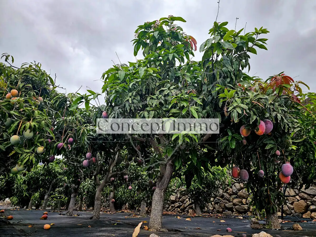 Finca rústica en venda en Tamaimo - Arguayo