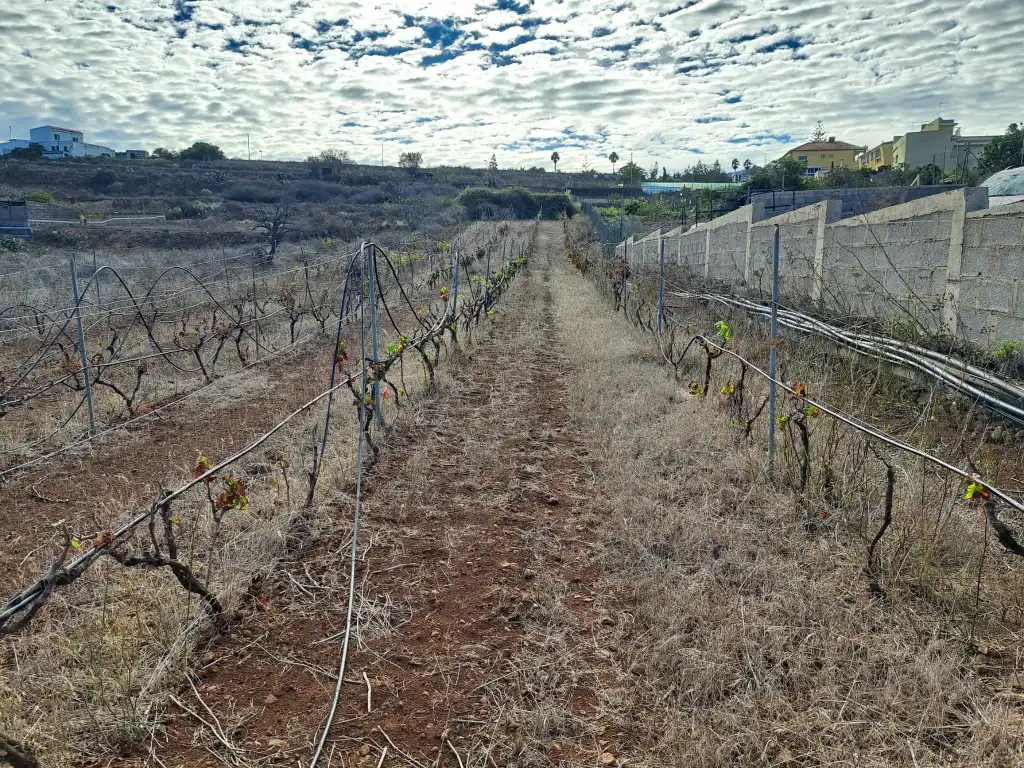 Rural land for sale in El Sauzal, imagen 26