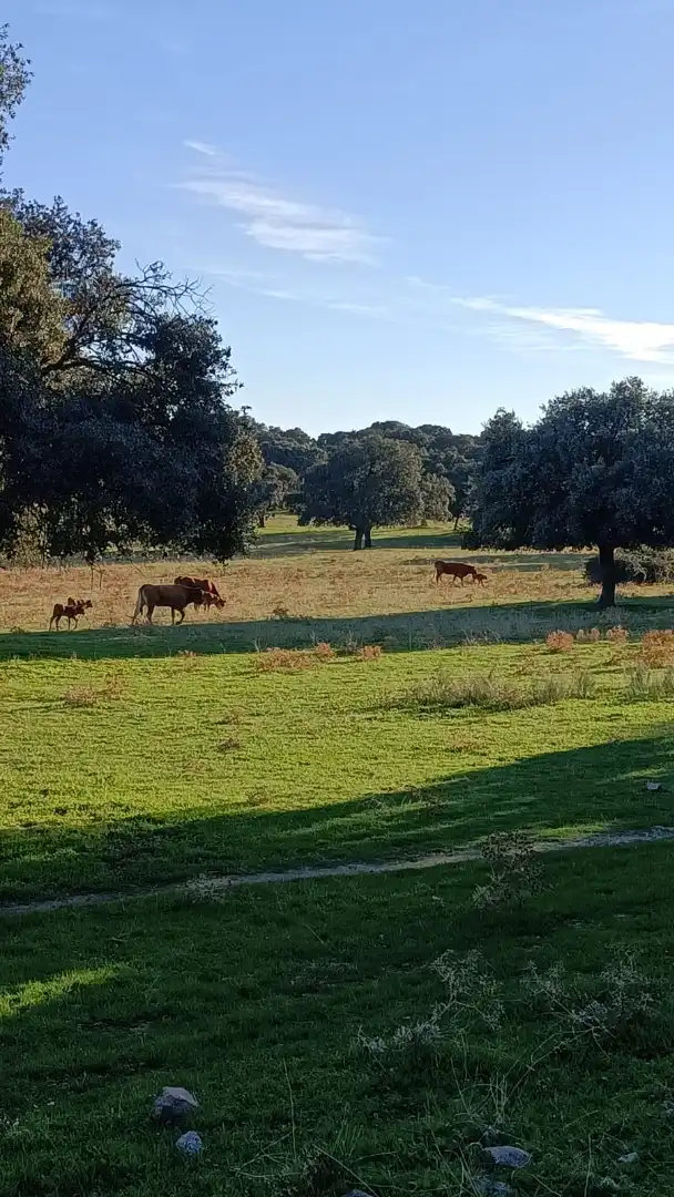 Vista exterior de Casa adosada en venda en Galapagar amb Calefacció, Jardí privat i Terrassa
