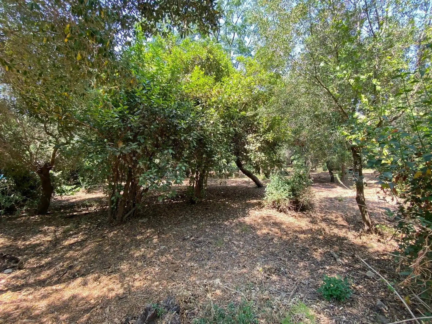 Casa o xalet en venda en Los Barrios amb Jardí privat, Terrassa i Traster