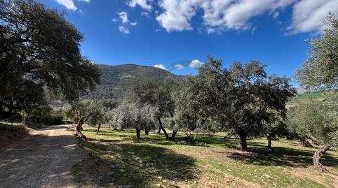 Foto 2 de Finca rústica en venda a N/a, Partidas Sur, Málaga