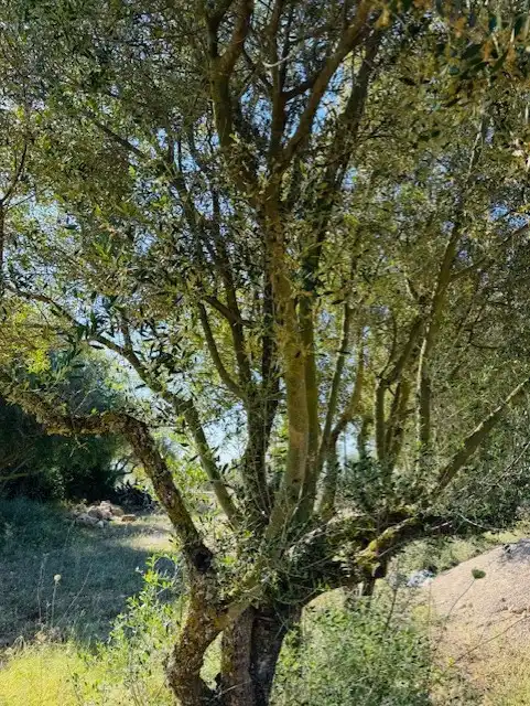 Exterior view of Land for sale in Manacor