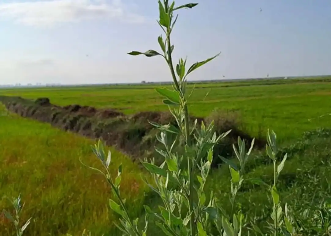 Rural land for sale in Silla, imagen 7