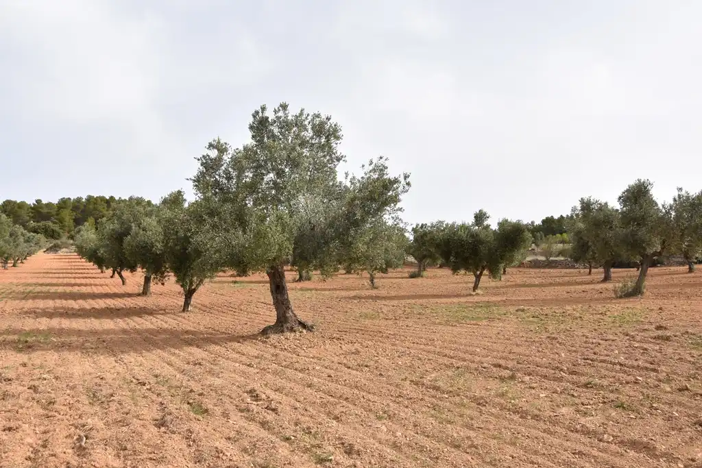 Terreno en venta en Arens de Lledó