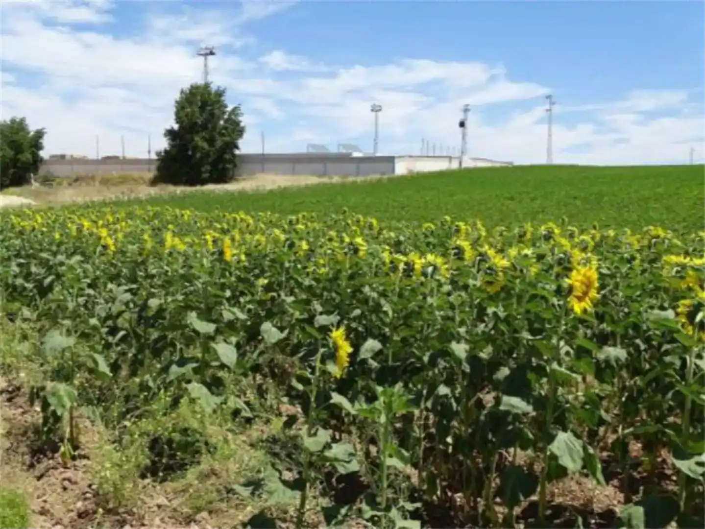 Terreno en venta en Aznalcóllar