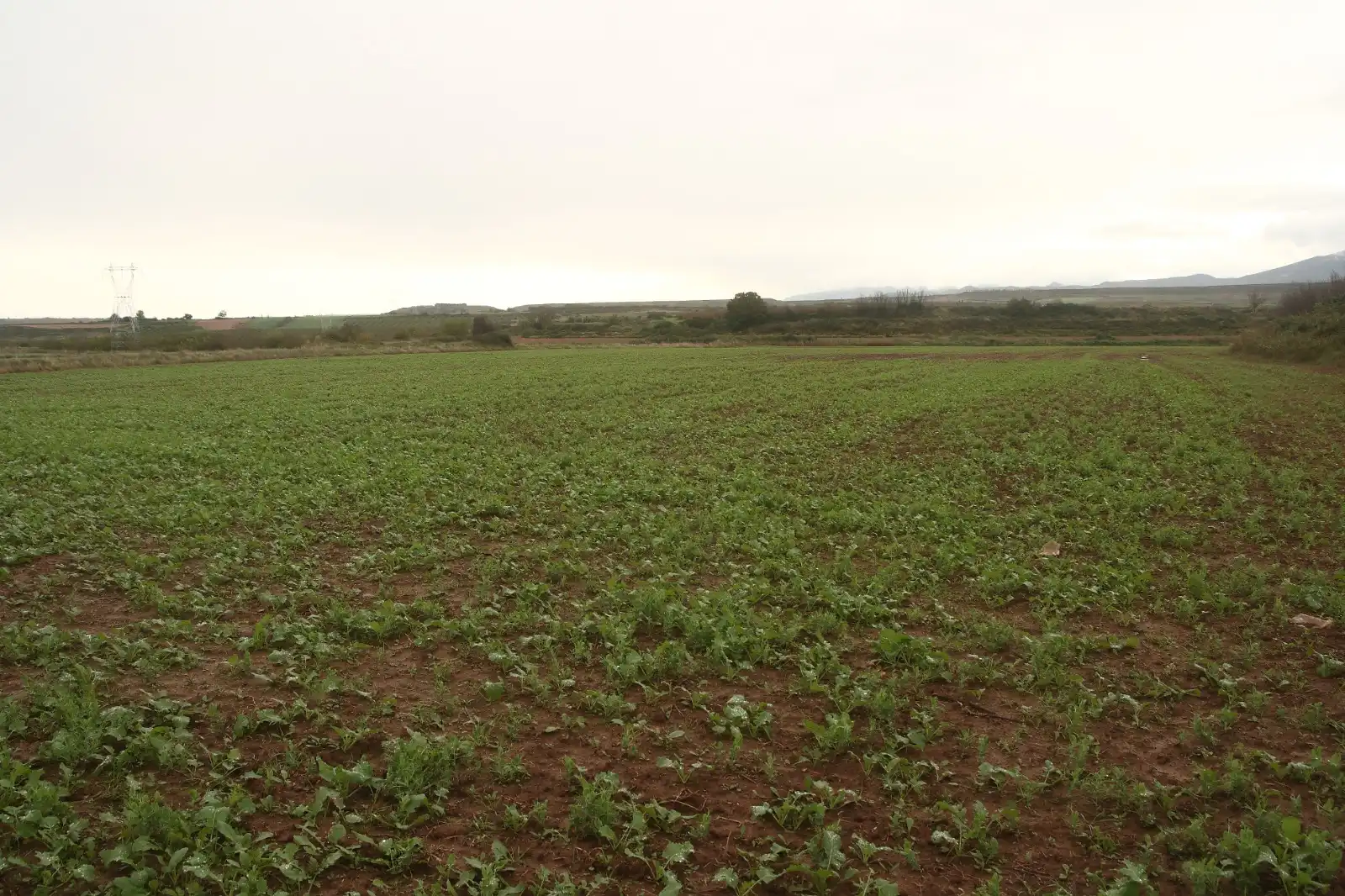 Terrenys i solars en venda a Alberite