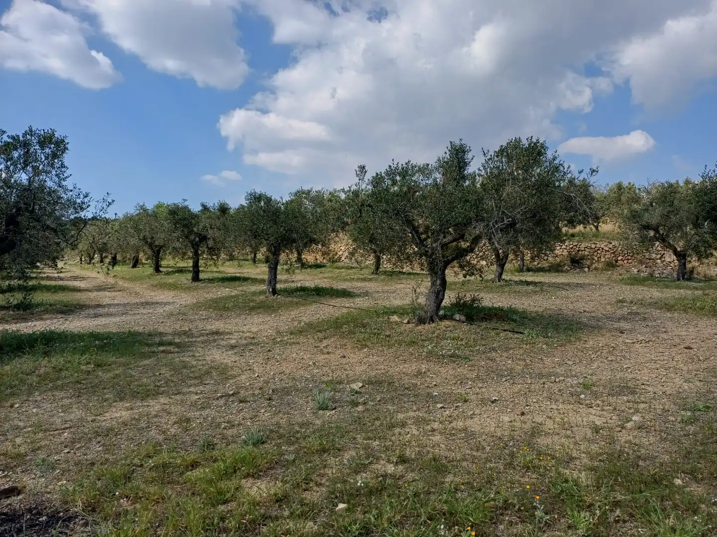 Terreno rustico in vendita a Riudecanyes, imagen 10