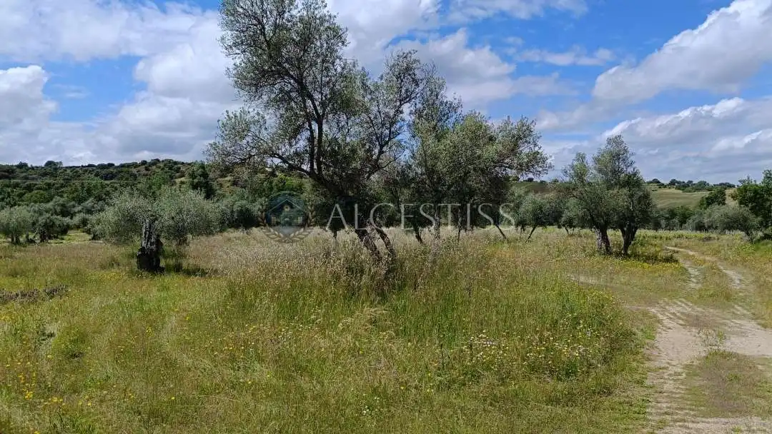 Land for sale in Méntrida