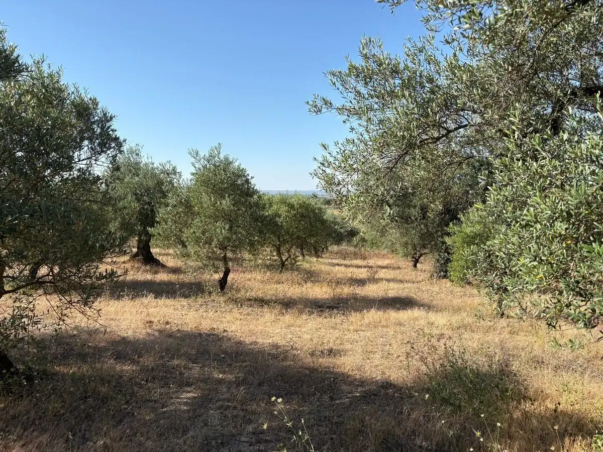 Terreny rústic en venda a Sanlúcar la Mayor, imagen 8