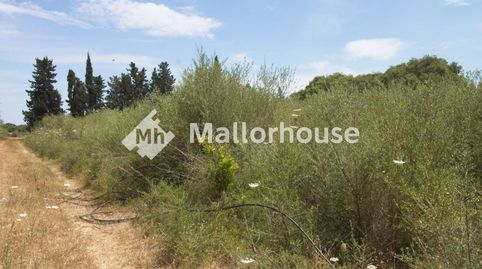 Foto 3 de Finca rústica en venta en Diseminado Diseminados, 2, Muro, Illes Balears