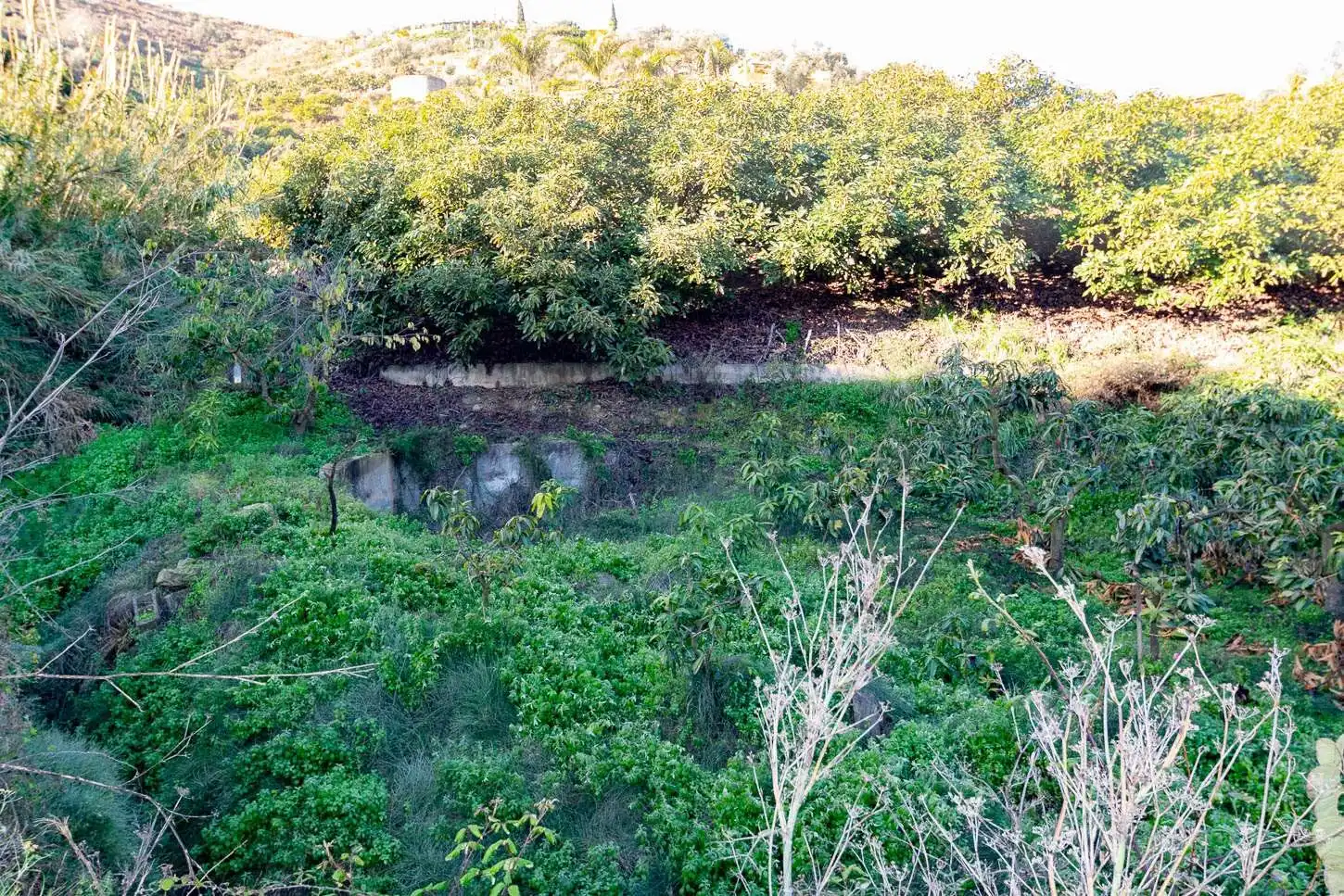 Terreno rústico en venta en Avda Pescia - Ctra de Frigiliana, imagen 9