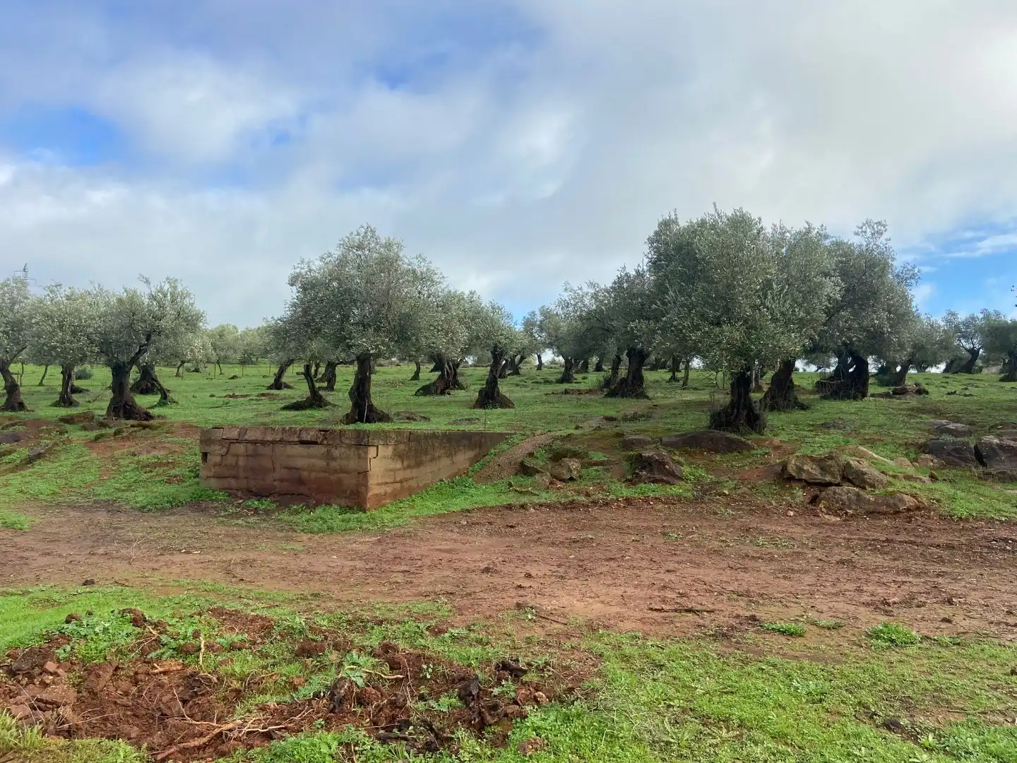 Grundstücke zum Verkauf in Olivenza