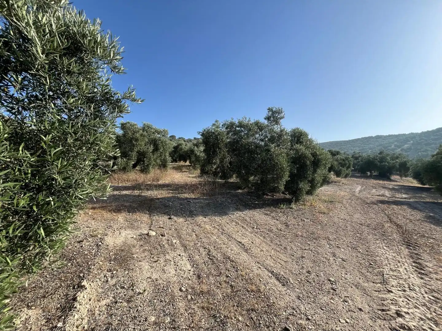 Finca rústica en venta en Lucena