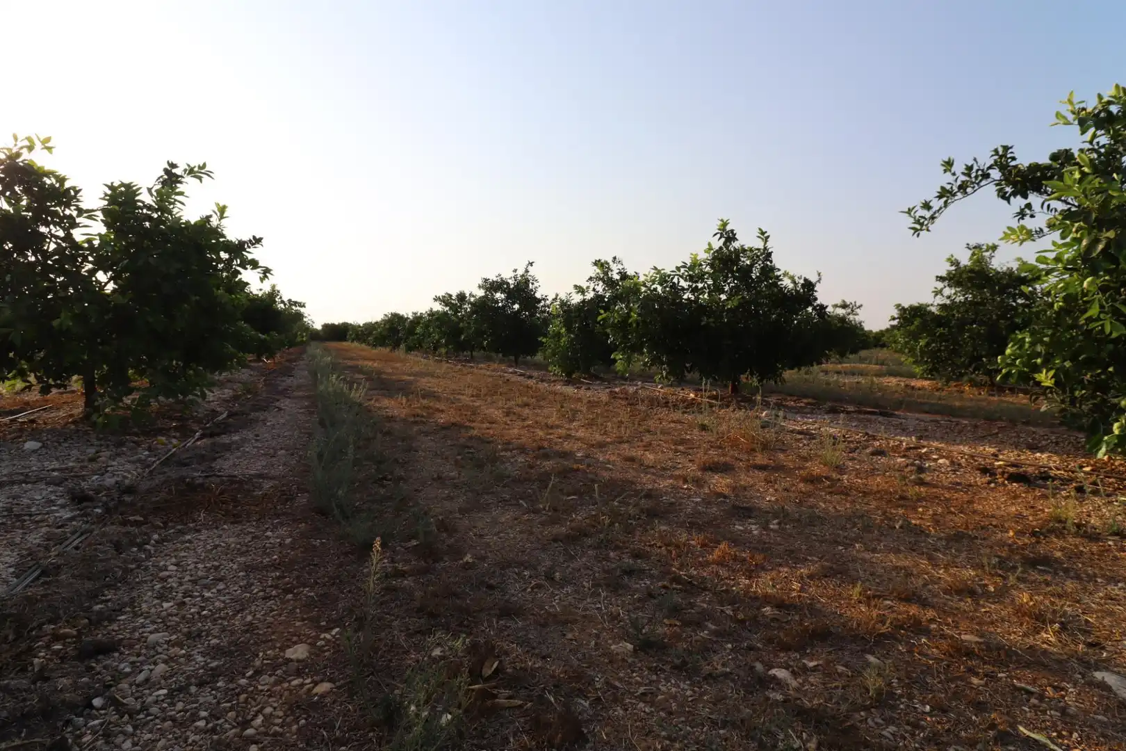 Terreny en venda en Vinaròs