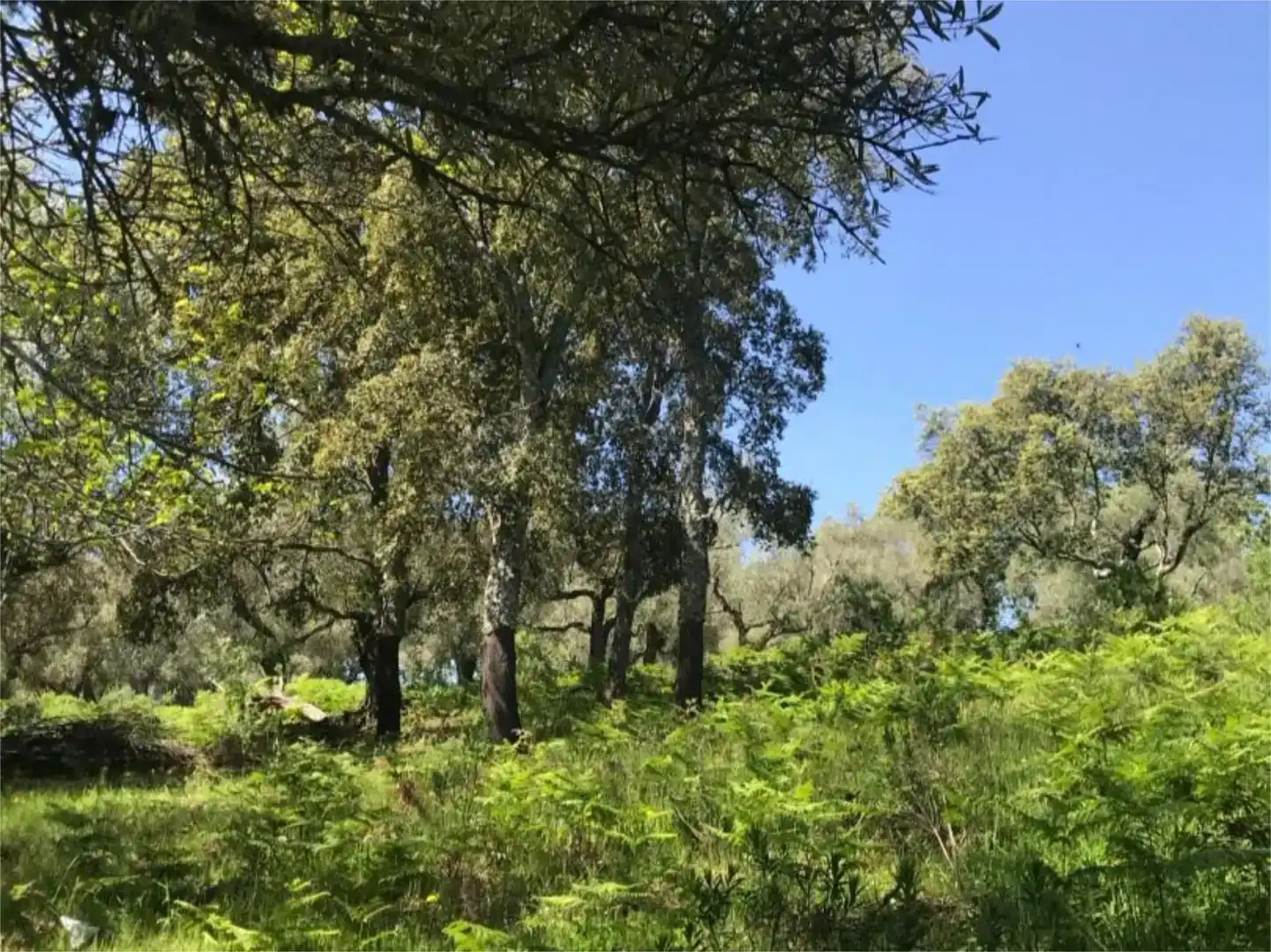 Terreno en venta en Calera de León