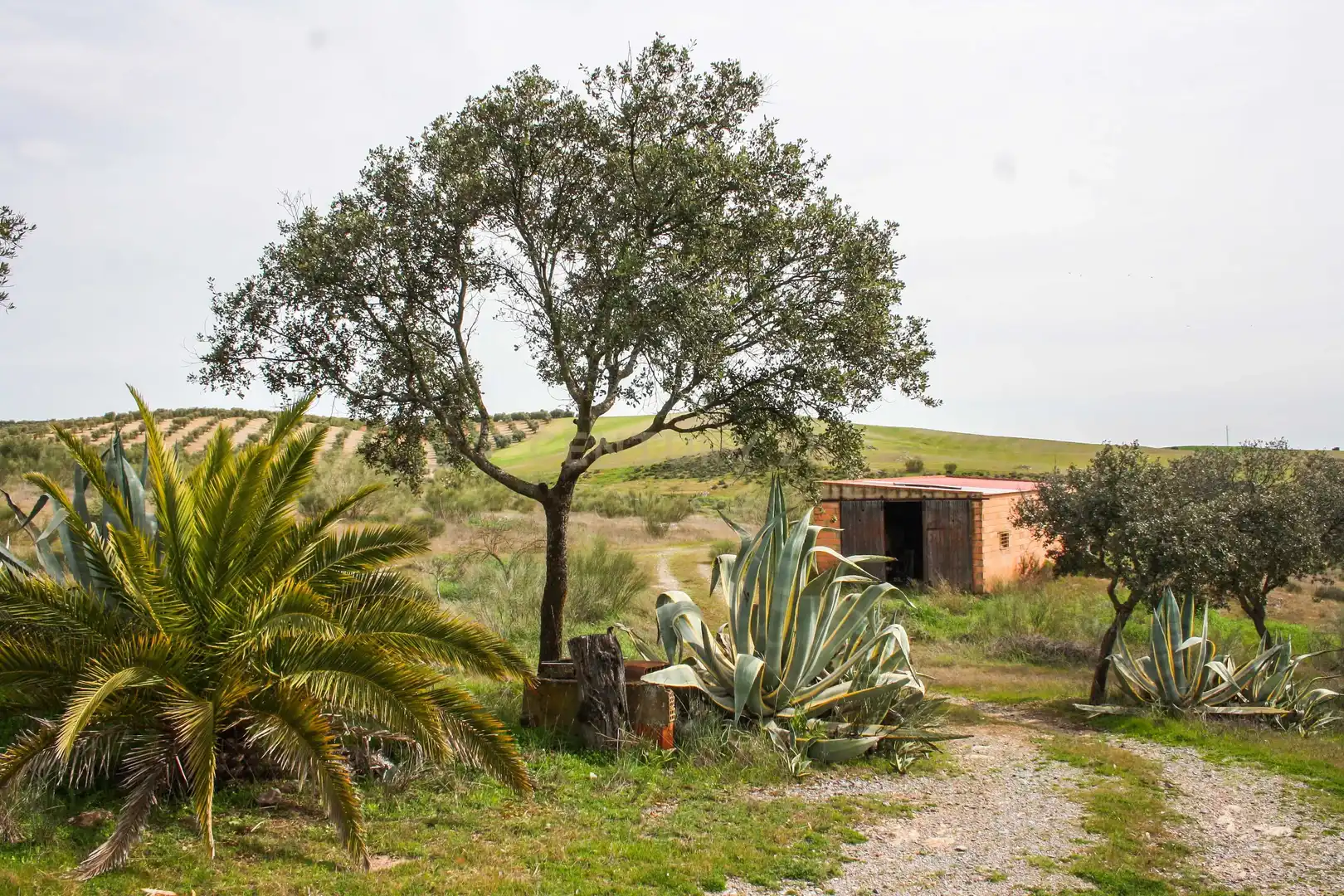 Garden of Land for sale in Azuaga