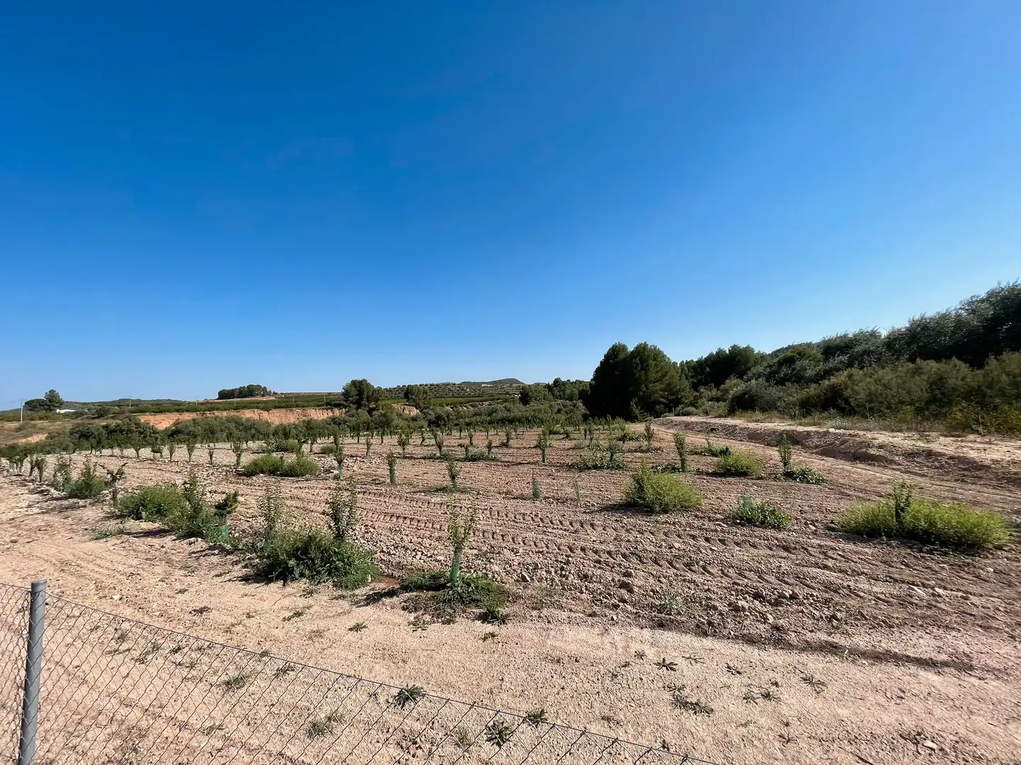 Terreno rustico in vendita a Cehegín, imagen 24