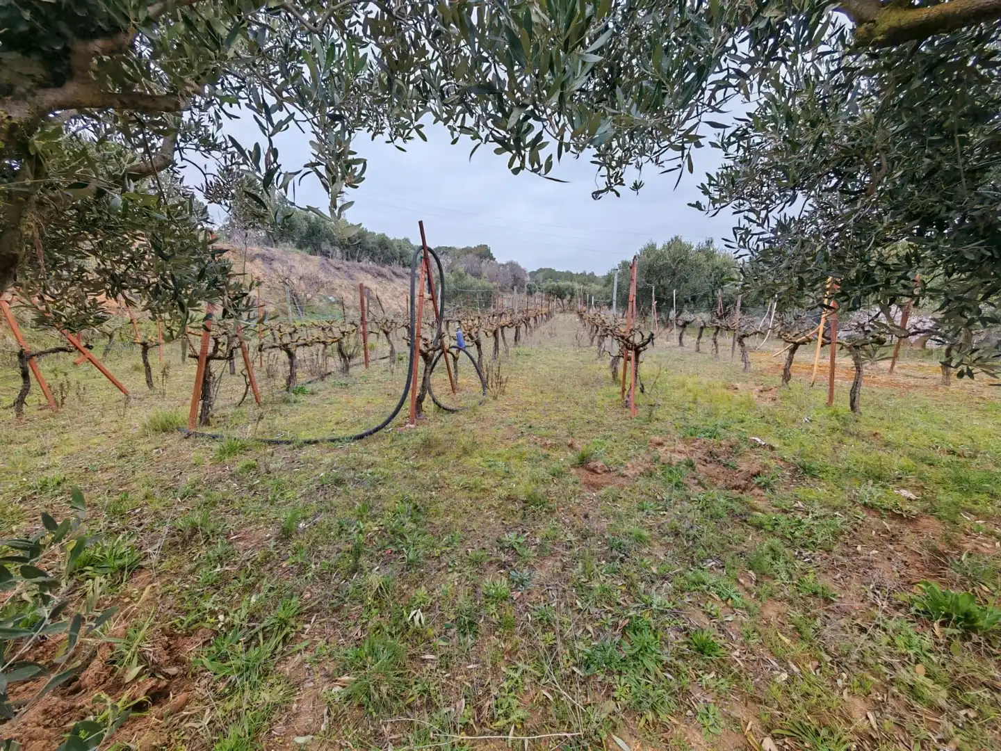 Terreni e lotti in vendita a 7, imagen 4